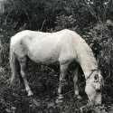 Horse tied to the jungle
