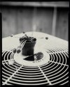 Venus Flytrap