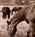 Grazing