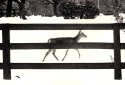 Fawn in the snow