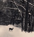 Fawn on the road