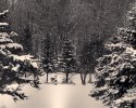 In the trees