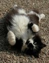 Our cat - Jess