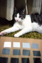 Grayscale and Cat