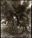 Ent II