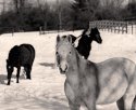 Horses