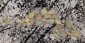 Leaves On Pond, Lith, Handcoloured