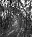 Tree tunnel