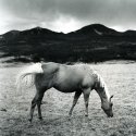Palamino and Livingston Peak