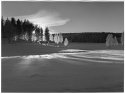 Birch, snow and light I [Print #1]