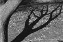 Winter Tree