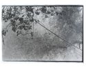 Hook and Cables in Live Oak
