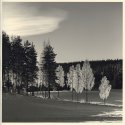 Birch, snow and light II [Print #1]