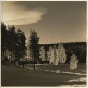 Birch, snow and light II [Print #2]
