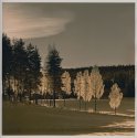 Birch, snow and light II [Print #3]