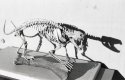 Natural History