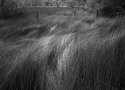 Swamp grass