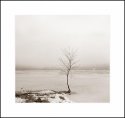 Little Tree by the Lake