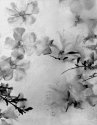 Ice Flowers