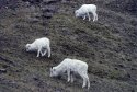 Dall Sheep