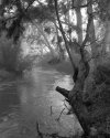 Creek in the fog