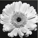 Flower Power