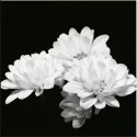 Flower Power