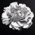 Flower Power