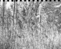 Experiments in GAF 70mm cutting to 120