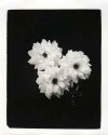 white roses