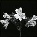Floral Alibi