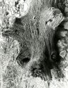 jurassic woods 1