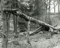 Jurassic woods 2