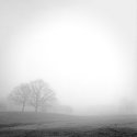 Foggy Morning #1, Hines Park