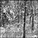 Snow Forest