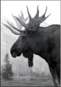 The Rut