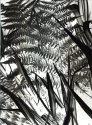 Negative Fern