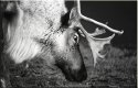 Woodland Caribou