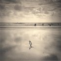 Sand, Seaweed, Surfers