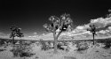 Desert Rat