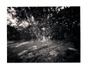 Isla Morada Mangroves