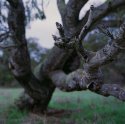 oak arm