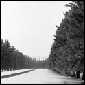 Tree Line