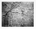 Instant - Snow no. 1