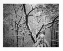Instant - Snow no. 2