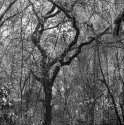 backyard image 1