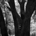 backyard image 2