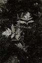 Fern