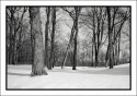 Winter  woodland