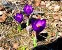 Blue Crocus